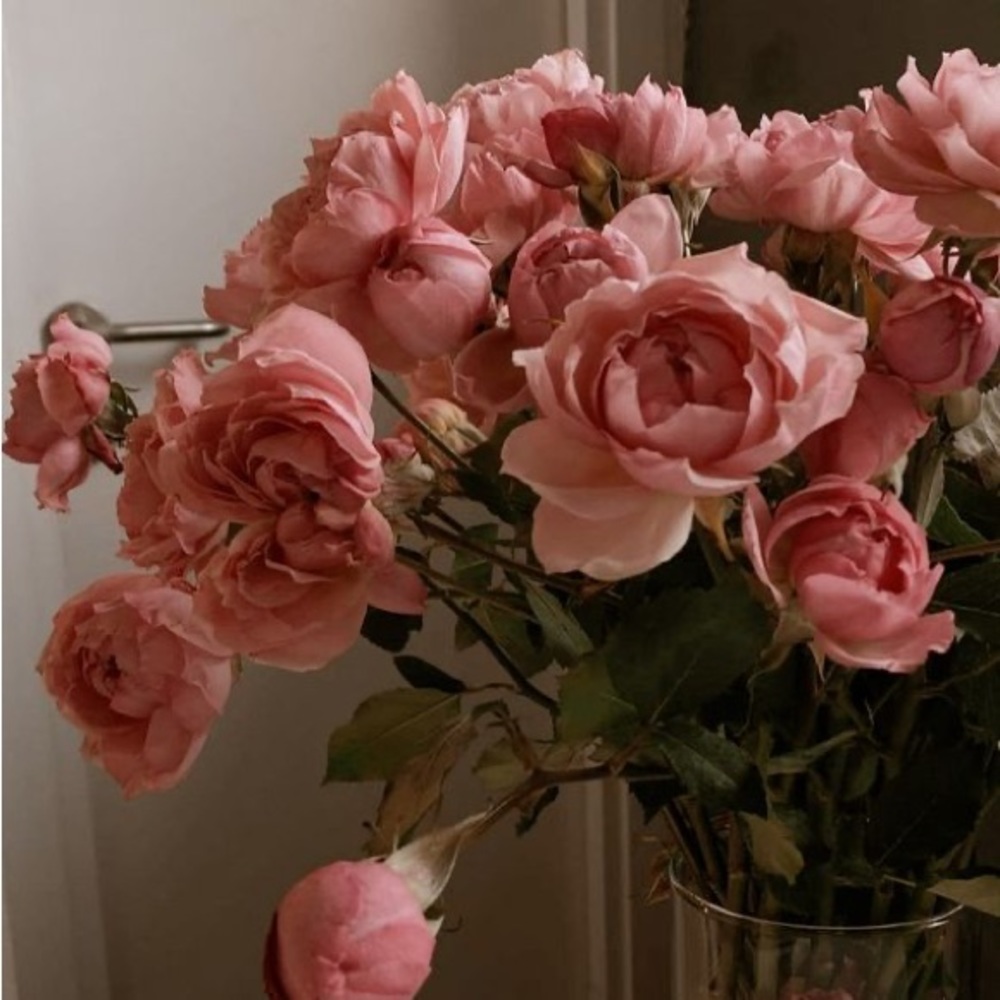 Meet your Posher, Rose